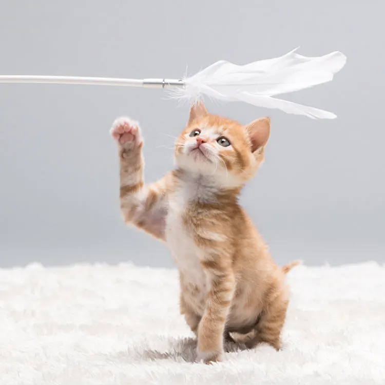 Pidan Cat Teaser Wooden Handle | 2 Colors